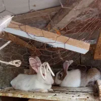 خرگوش نر و ماده|موش و خرگوش|چناران, |دیوار