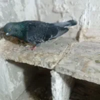 کبوتر|پرنده|اردبیل, |دیوار