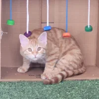 گمشده گربه|حیوانات|اصفهان, ملکشهر|دیوار