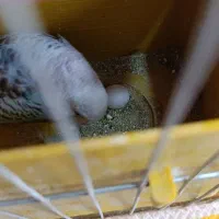 طوطی برزیلی.مرغ عشق