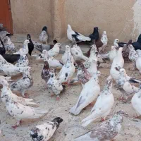 پرنده کفتر خوب|پرنده|تهران, حر|دیوار