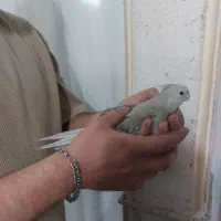عروس
