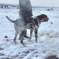 سگ افغان گریت دین