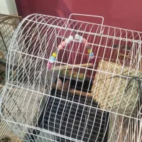 فنچ زبرا|پرنده|تهران, منیریه|دیوار