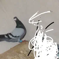 نرکفتر سبز عالی
