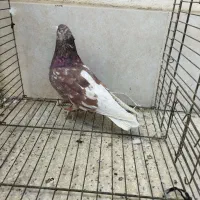 کبوتر|پرنده|ری, شهرک نظامی|دیوار