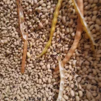 لوبیا چشم بلبلی.