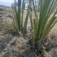 دمیت نخل کبکاب(پاجوش)