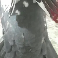 کفتر|پرنده|بروجرد, |دیوار