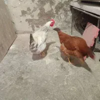 ۲تا مرغ محلی