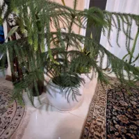 کاج مطبق ۳ ساله ۴طبقه همراه با گلدان سرامیکی|گل و گیاه طبیعی|رشت, جهاد|دیوار