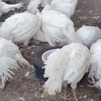 بوقلمون پرواری زنده  (خانه طیورچهارراه پادگان|حیوانات مزرعه|زابل, |دیوار