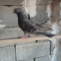 کفتر کبوتر ماده