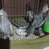 پرنده بازیگوش و رام