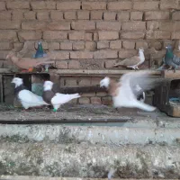 کبوتر|پرنده|خوشاب, |دیوار