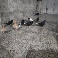 ده عددکفترنقش