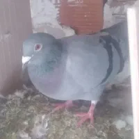 دوبر|پرنده|کوراییم, |دیوار