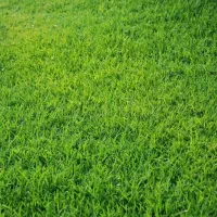بذر چمن|گل و گیاه طبیعی|تهران, آجودانیه|دیوار