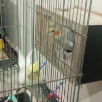 عروس هلندی سالم|پرنده|لالجین, |دیوار