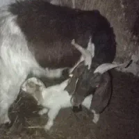 دوتا بز زاییده|حیوانات مزرعه|شاهرود, |دیوار