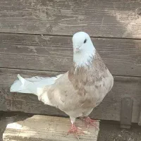 کبوتر شازده|پرنده|ماهنشان, |دیوار