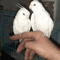 عروس البینو۳ماه دستی