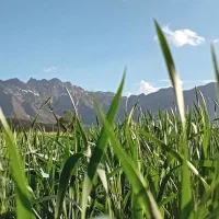 زمین کشاورزی