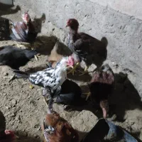 مرغ خروس لاری گلین|حیوانات مزرعه|هشتگرد, شهرک ایران خودرو|دیوار