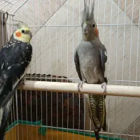 عروس هلندی نر و ماده همراه با قفس و تجهیزات|پرنده|شوشتر, |دیوار