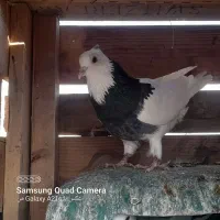 طوقی غلطی دار|پرنده|پیر بکران, |دیوار