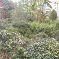 فروش ویژه نهال و درختان محوطه ای