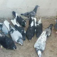 توافقی