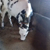 گوساله سیمیتال|حیوانات مزرعه|خاروانا, |دیوار