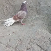 شازده پرش سنکین|پرنده|اهر, |دیوار