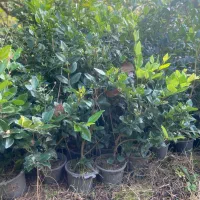 گلهای فضای سبز|گل و گیاه طبیعی|واجارگاه, |دیوار