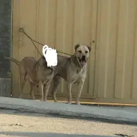 واگذاری سگ پژدر