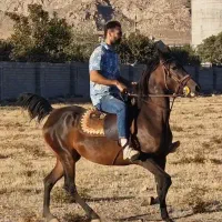 اسب مادیان|اسب و تجهیزات اسبسواری|کرمانشاه, |دیوار