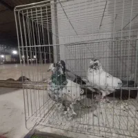 کبوتر پرشی ضمانتی