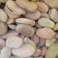 بذر باقالی|عمدهفروشی|سیلاخور, |دیوار