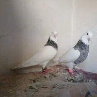 فروش طوقی هفت رنگ