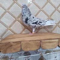 کوهی دم سفید چاپدار ماده