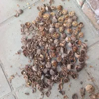 گردو درجه یک