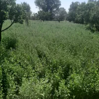 ۶۵ بسته یونجه خشک چین دوم و ۱۵۰ بسته چین اول
