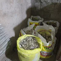 کود کفتری