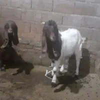 بز عراقی اصل|حیوانات مزرعه|اهر, |دیوار