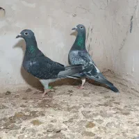 کفتر مسافتی پلاکی کبوتر المانی اهوازی ابلغ دمسفید