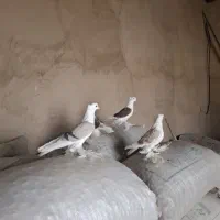 کبوتر دوکت پاپر همدانی|پرنده|ممقان, |دیوار