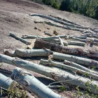 برش و برداشتن انواع درخت و چوب|خدمات باغبانی و درختکاری|اردبیل, |دیوار