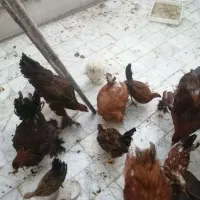 برهما بوف و پاتریچ|حیوانات مزرعه|بیرجند, |دیوار