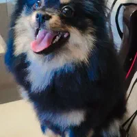 پامرین عروسکی بلک انتن